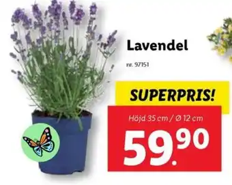 Lidl Lavendel erbjuda