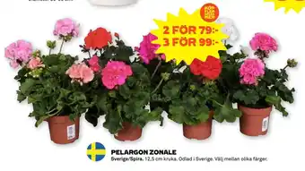 Stora Coop PELARGON ZONALE erbjuda