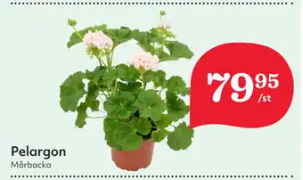 Hemköp Pelargon erbjuda