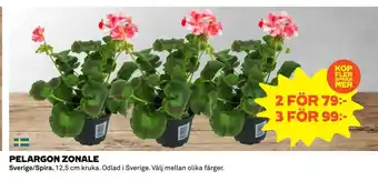 PELARGON ZONALE