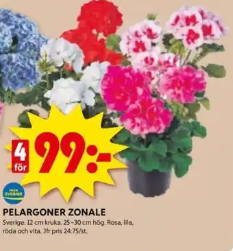 ICA Kvantum PELARGONER ZONALE erbjuda