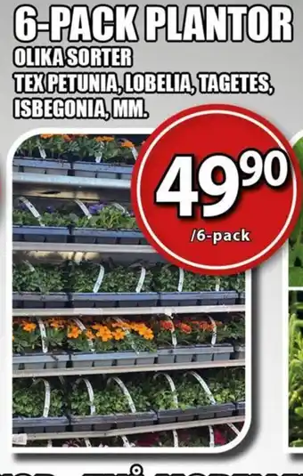 Extra Mjällby Stormarknad 6-PACK PLANTOR erbjuda