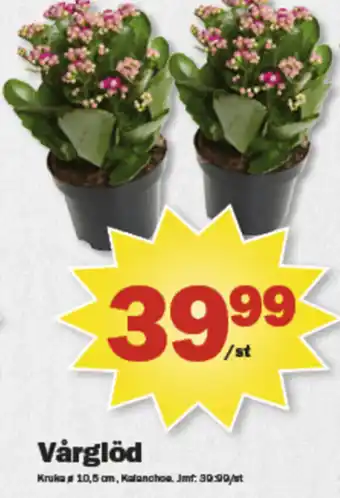 Pekås Vårglöd erbjuda