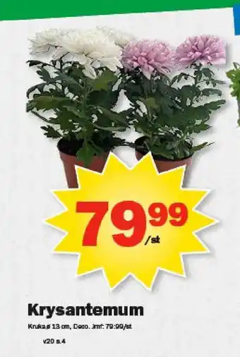 Pekås Krysantemum erbjuda