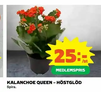 Coop Daglivs Kalanchoe queen - höstglöd erbjuda