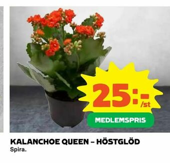 Coop Kalanchoe queen - höstglöd erbjuda