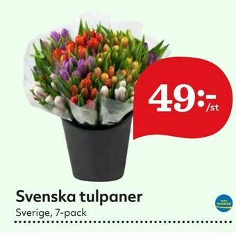 Hemköp Svenska tulpaner erbjuda