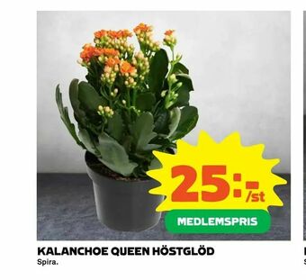 Coop Extra Kalanchoe queen höstglöd erbjuda