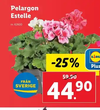 Lidl Pelargon Estelle erbjuda