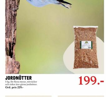 Jordnötter