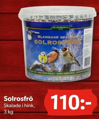 DollarStore Solrosfrö erbjuda
