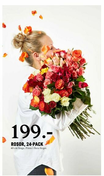 Rosor, 24-pack