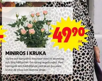 ICA Maxi Blomsterboda plantor erbjuda