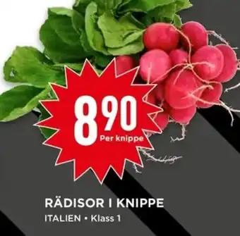 RÄDISOR I KNIPPE