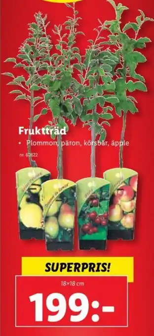Lidl Fruktträd erbjuda