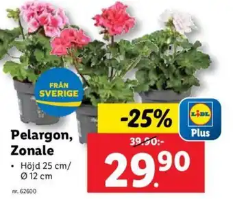 Lidl Pelargon, Zonale erbjuda