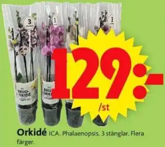 Orkidé