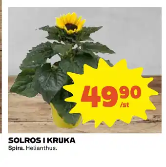 SOLROS I KRUKA