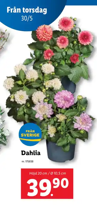 Lidl Dahlia erbjuda