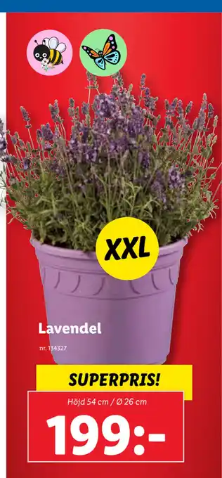 Lidl Lavendel erbjuda