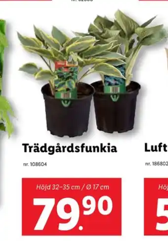 Lidl Livergy plantor erbjuda