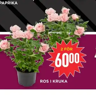 Willys Hemma Garant plantor erbjuda