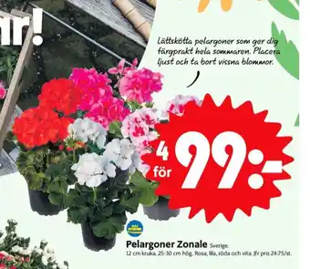 ICA Nära Ica plantor erbjuda