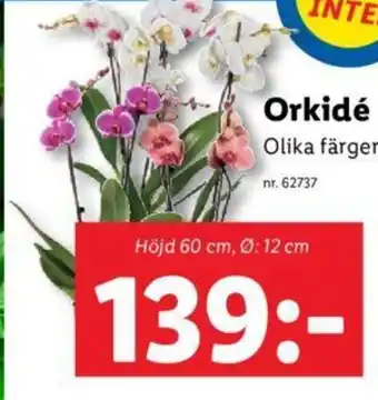 Lidl Orkidé erbjuda