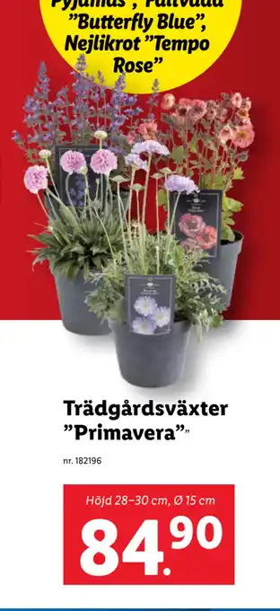 Lidl Trädgårds växter ”Primavera” erbjuda