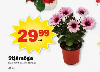 Pekås Stjärnöga erbjuda