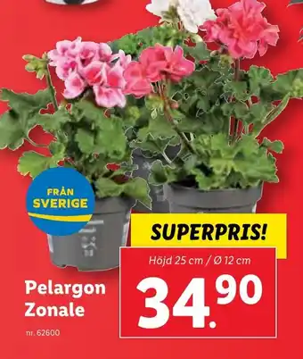 Lidl Pelargon Zonale erbjuda