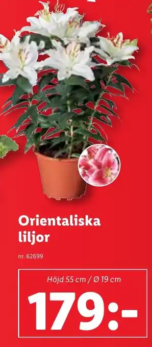 Lidl Orientaliska liljor erbjuda