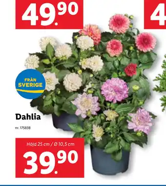 Lidl Dahlia erbjuda