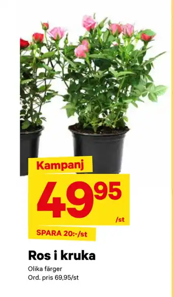 City Gross Ros i kruka erbjuda