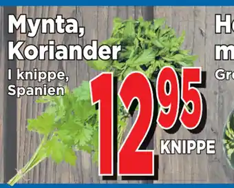 Supergrossen Mynta, Koriander erbjuda