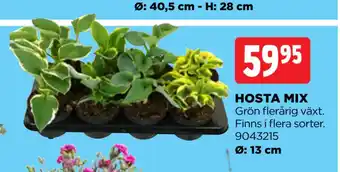 Jem&Fix HOSTA MIX erbjuda