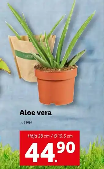 Lidl Aloe vera erbjuda