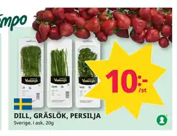DILL, GRÄSLÖK, PERSILJA