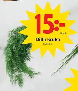Dill i kruka