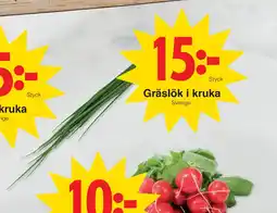 Gräslök i kruka