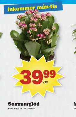 Pekås Coop krukväxt erbjuda