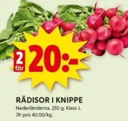 ICA Kvantum RÄDISOR I KNIPPE erbjuda