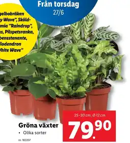 Lidl Gröna växter erbjuda