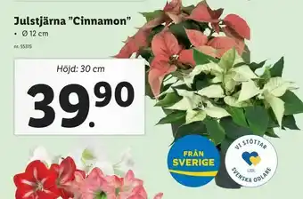 Lidl Julstjärna "Cinnamon" erbjuda