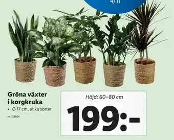 Lidl Gröna växter i korgkruka erbjuda