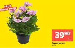 Coop Extra Krysantemum erbjuda