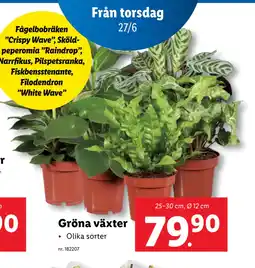Lidl Gröna växter erbjuda
