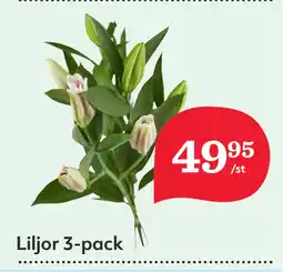 Liljor 3-pack