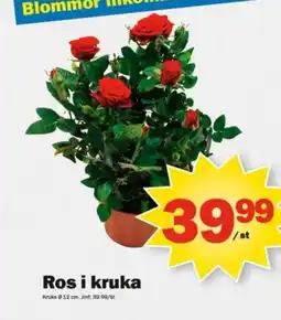 Pekås Ros i kruka erbjuda