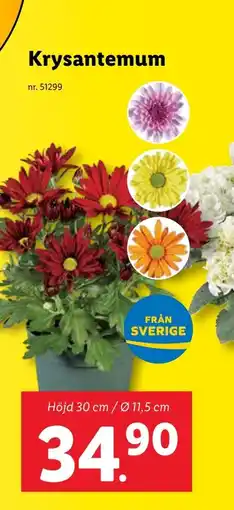 Lidl Krysantemum erbjuda